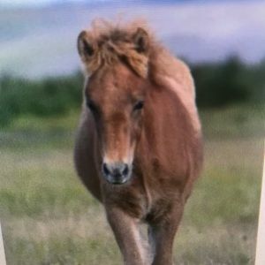 Meet your Posher, Ryder